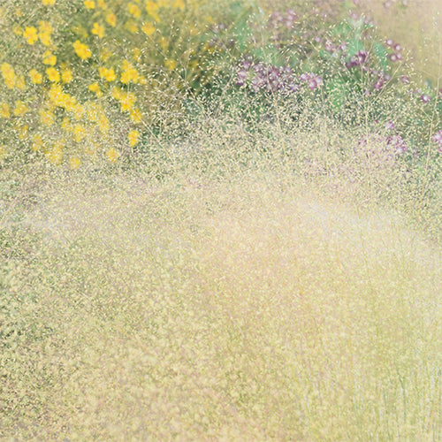 Agrostis-Nebulosa-Seeds