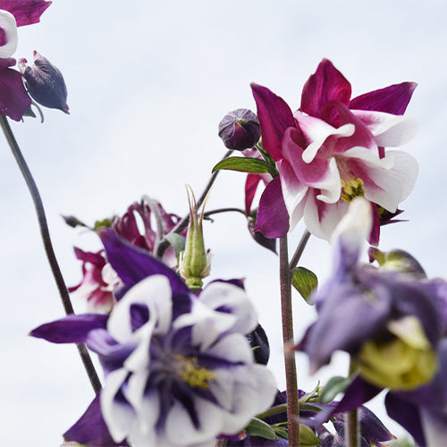 Aquilegia-Viridiflora-Green-Columbine-Seeds