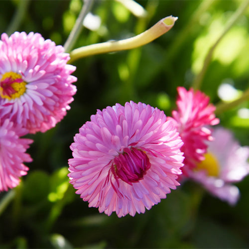 Bellis-Perennis-Daisy-Seeds