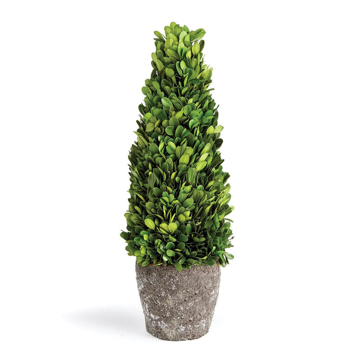 Boxwood Cone Topiary Drop-In, 16"