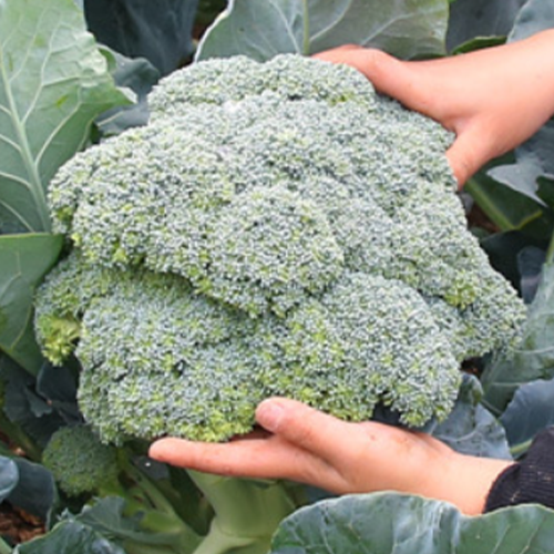 Broccoli Seeds