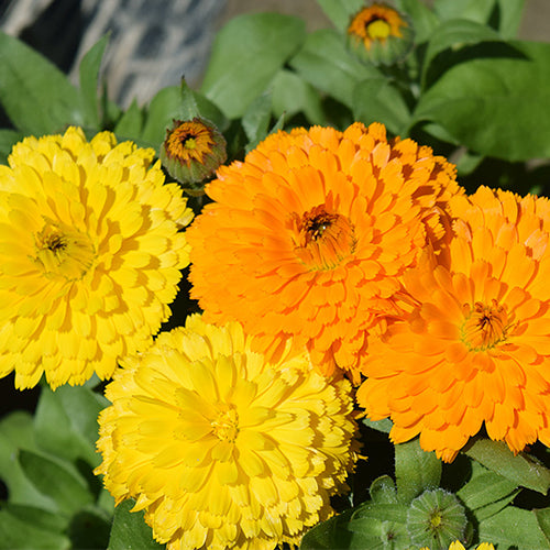 Calendula-Officinalis-Marigold-Pot-Seeds