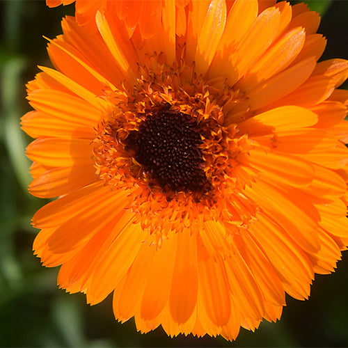 Calendula-Officinalis-Pot-Marigold-Seeds