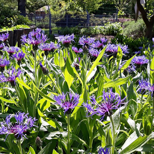 Centaurea Uniflora & Cornflower Seeds