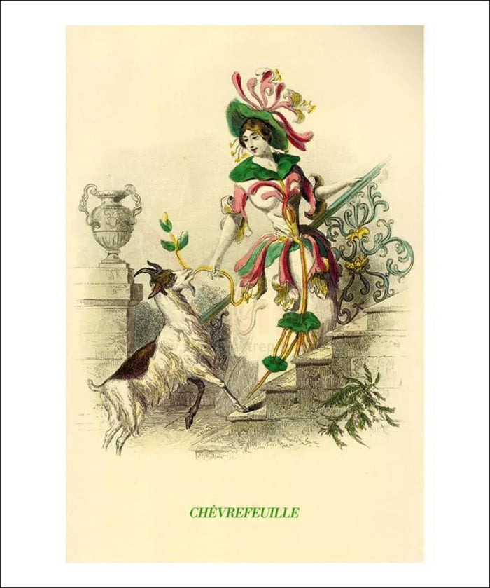 Chevrefeuille, Animated Flower - VINTAGEARTREPRINTS.COM