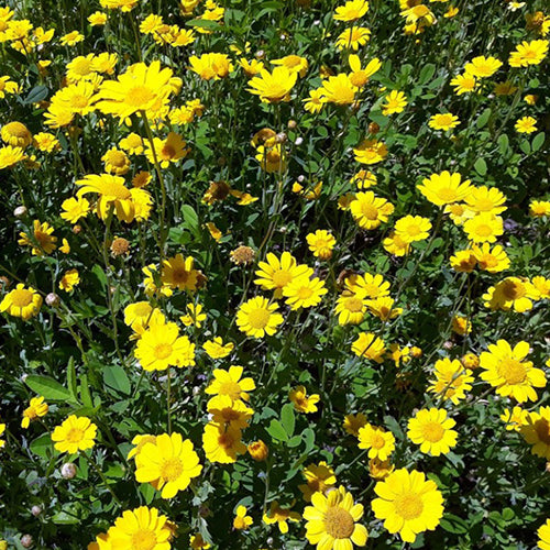 Chrysanthemum Frutescens & Paris Daisy Seeds