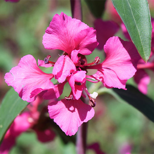 Clarkia-Elegans-Clarkia-Unguiculata-Seeds