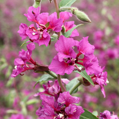 Clarkia Unguiculata & Clarkia Elegans Seeds