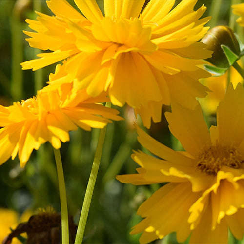 Coreopsis-Basalis-Large-Flowered-Tickseed-Seeds