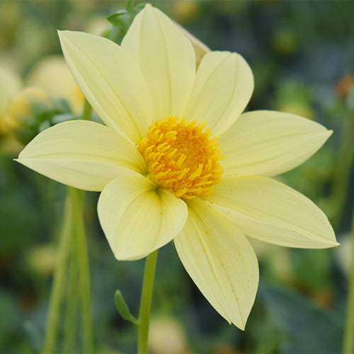 Dahlia-Pinnate-Dahlia-Seeds