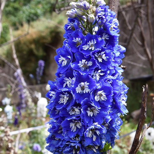 Delphinium-Grandiflorum-Consolida-Ajacis-Seeds