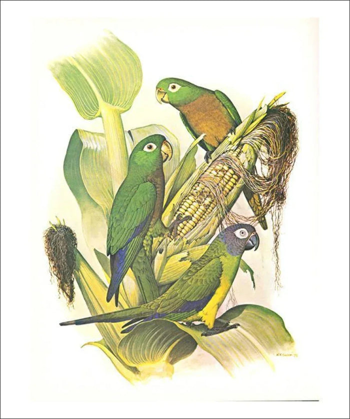 Dusky, Olive and Aztec Conures no. 400 - VINTAGEARTREPRINTS.COM