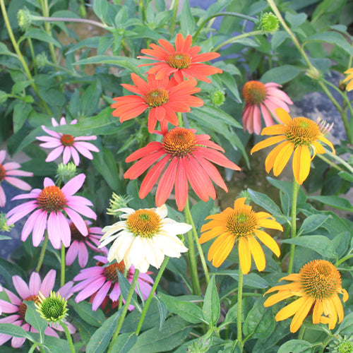 Echinacea Purpurea & Echinacea Seeds