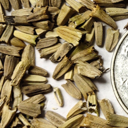 Echinacea Purpurea & Prairie Coneflower Seeds