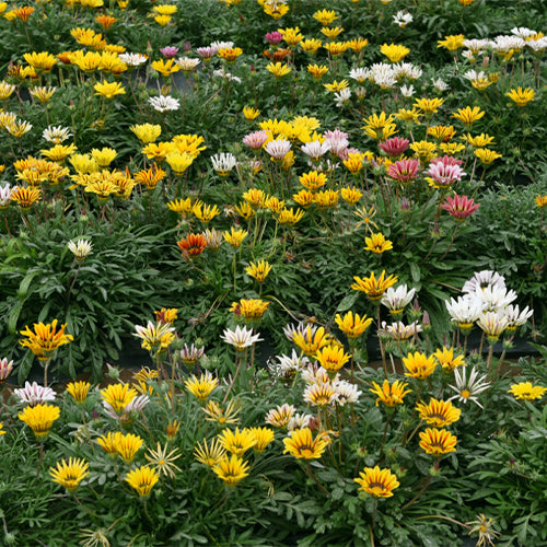 Gazania-Rigens-Treasure-Flower-Seeds