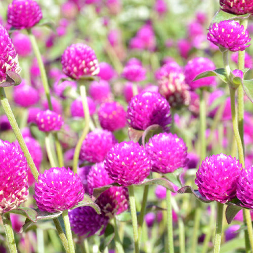 Gomphrena Globosa & Globe Amaranth Seeds