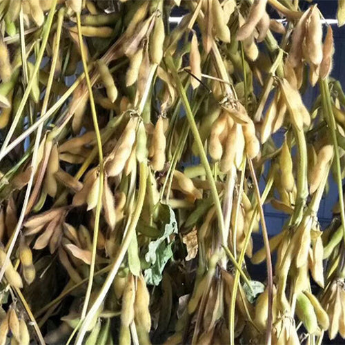 Green-Soy-Bean-Seeds