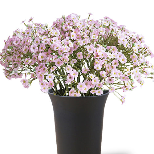Gypsophila Paniculata & Baby's Breath Seeds