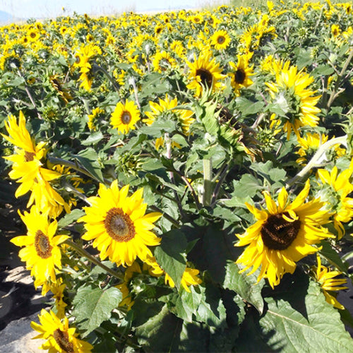 Helianthus-Annuus-Sunflower-Seeds