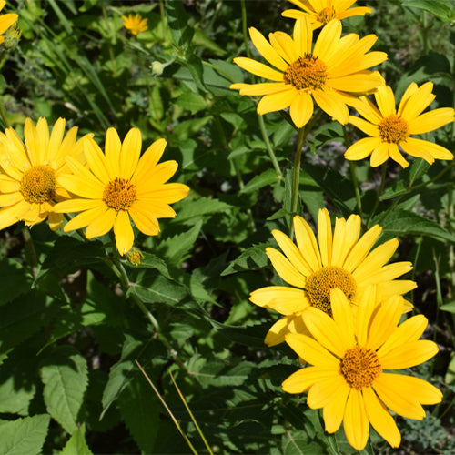 Heliopsis-Scabra-Heliopsis-Helianthoides-Seeds