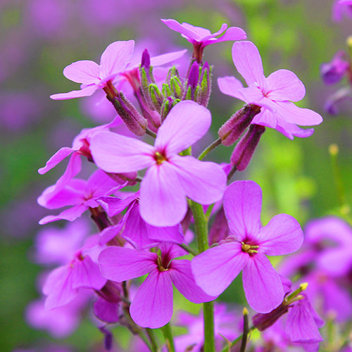 Hesperis Matronalis & Dames Rocket Seeds