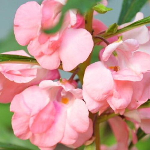 1000 Seeds / Pink