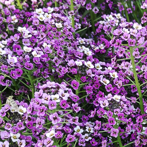 Lobularia Maritima & Sweet Alyssum Seeds