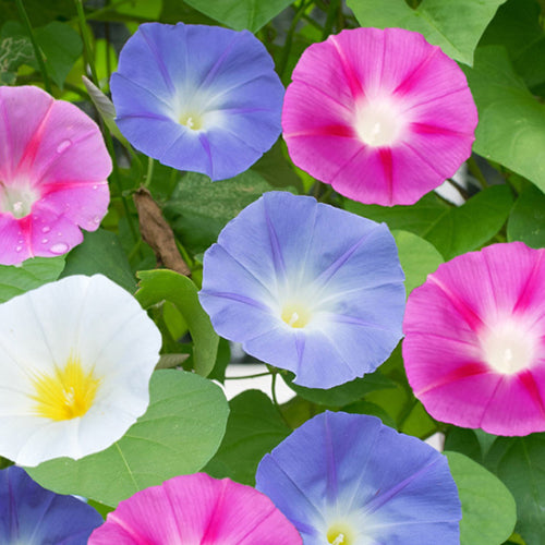 lpomoea Purpurea & Morning Glory Seeds