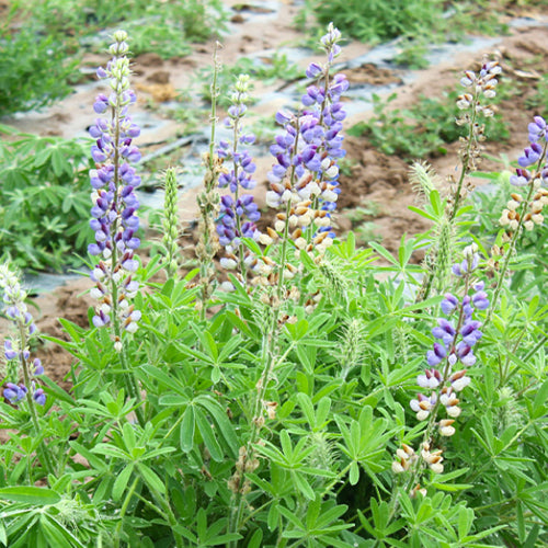 Lupinus Micranthus & Lupine Seeds