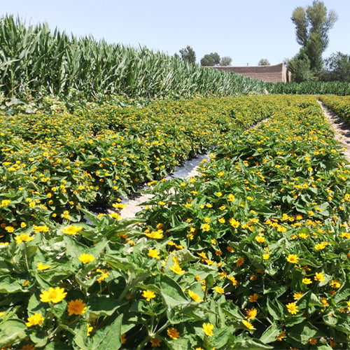 Melampodium-Paludosum-Butter-Daisy-Seeds