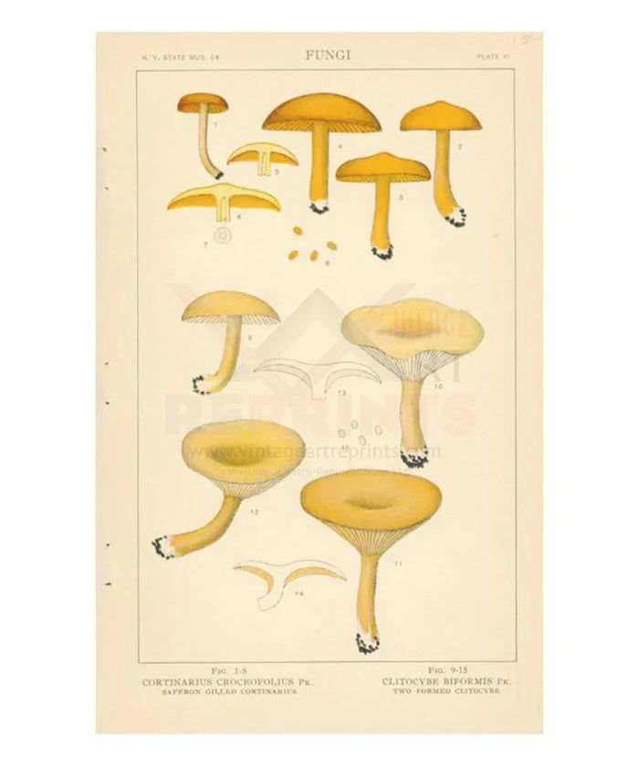 Mushrooms 1 - VINTAGEARTREPRINTS.COM