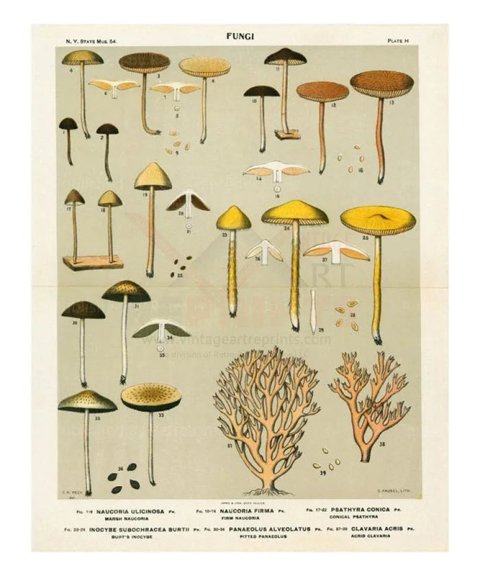 Mushrooms - VINTAGEARTREPRINTS.COM
