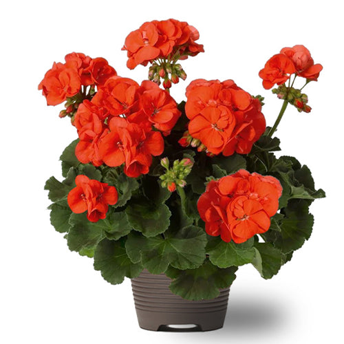 Pelargonium-Hortorum-Geranium-Seeds