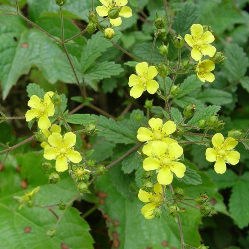 Potentilla-Chinensis-Seeds