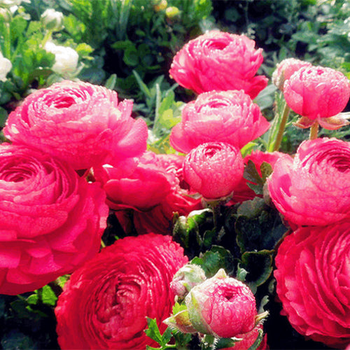 Ranunculus-Asiaticus-Persian-Buttercups-Seeds