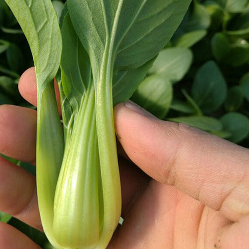 Rape-Cole-Seeds