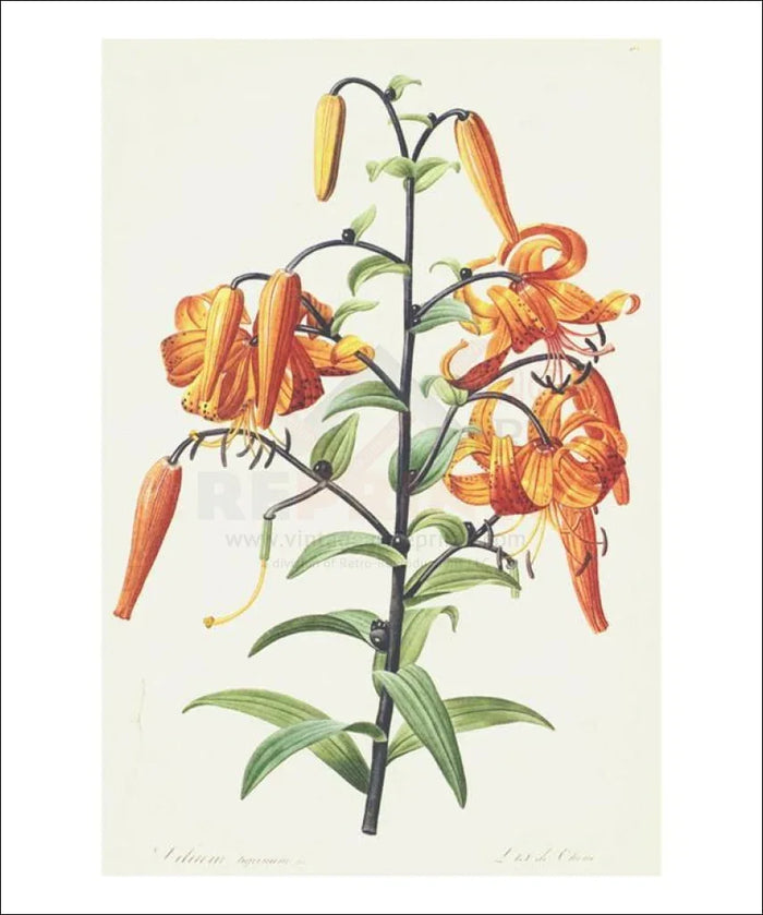 Redoute Lilium - VINTAGEARTREPRINTS.COM