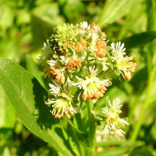 Reseda-Odorata-Mignonette-Seeds