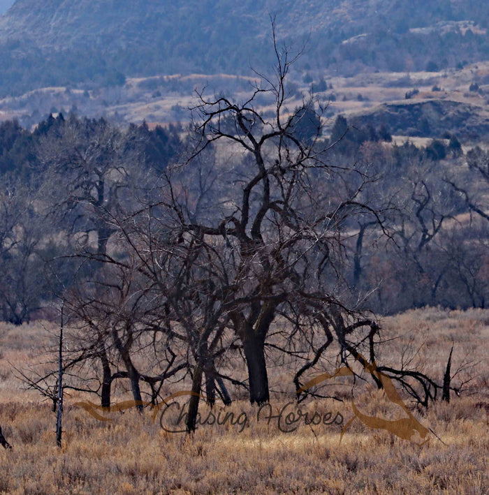 Rickety Tree Print