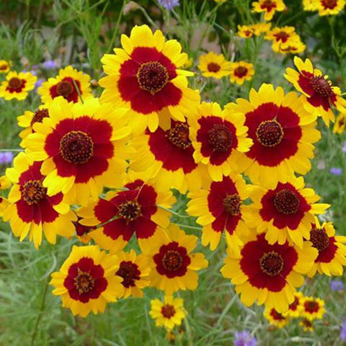 Sanvitalia Procumbens & Snake Eyes Daisy Seeds