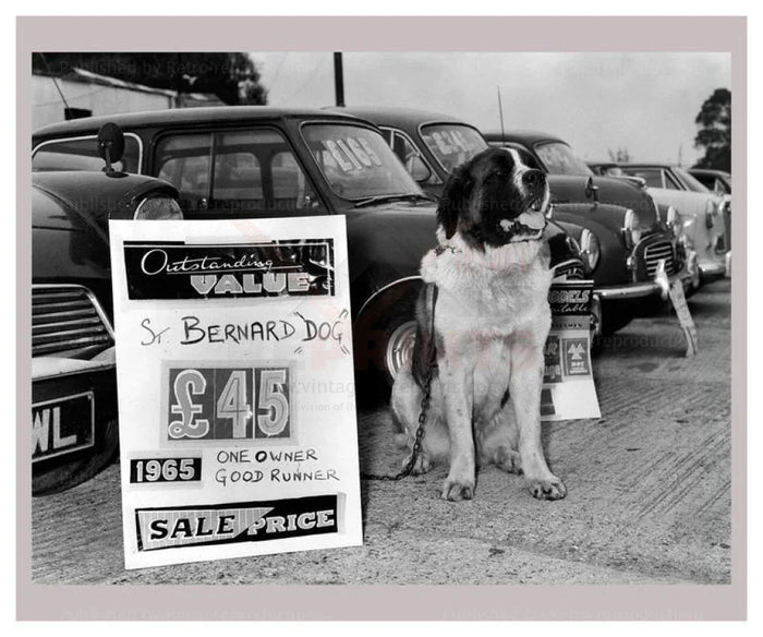 St Bernard Trade in - VINTAGEARTREPRINTS.COM