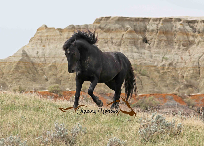 Stallion Mystery 7 Print