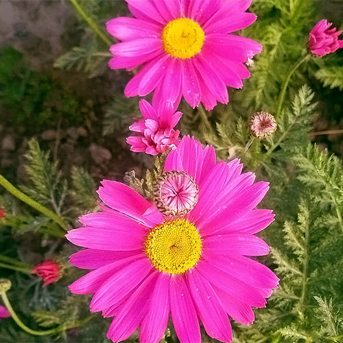Tanacetum-Cinerariifolium-Pyrethrum-Seeds