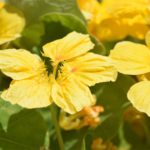 Tropaeolum-Majus-Nasturtium-Seeds