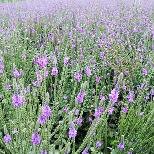 Verbena Hybrida & Glandularia Canadensis Seeds