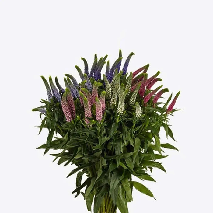 A vibrant 50-stem assortment of Veronica in purple, white, light pink, and dark pink, showing a beautiful variety of textured flowering spikes.