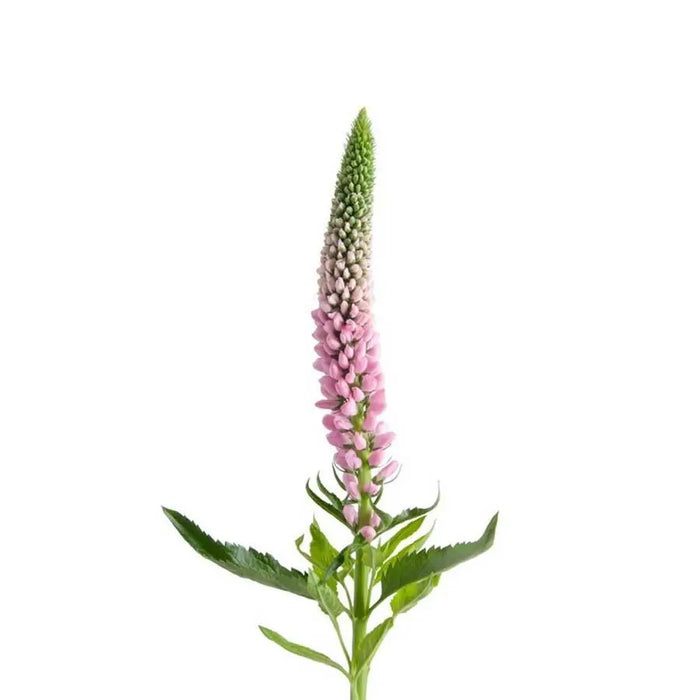 Close-up of the delicate pink blossoms of Smart Enjoyce Veronica, showing the uniform spike structure and soft romantic hue.