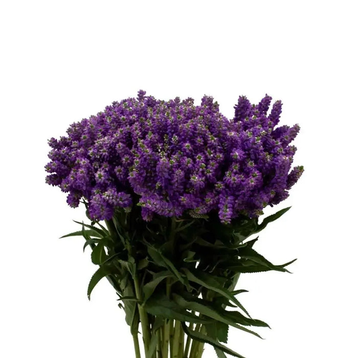 A vibrant 40-stem bunch of purple Veronica Smart Fountain showing the dense, shorter flowering spikes and lush green foliage.