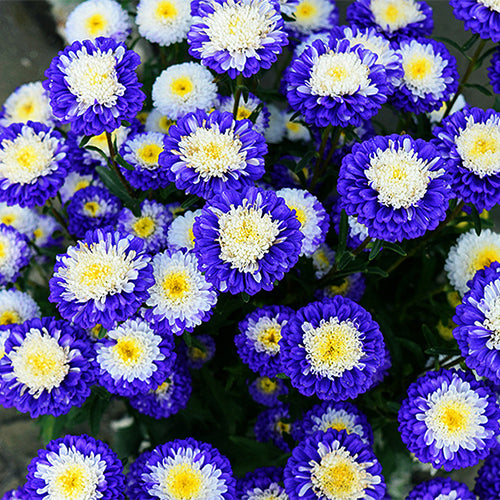Viola-Tricolor-China-Aster-Seeds