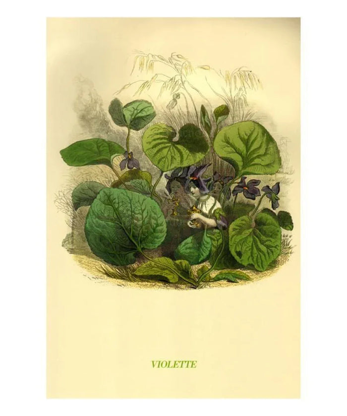 Violette, animated flowers - VINTAGEARTREPRINTS.COM